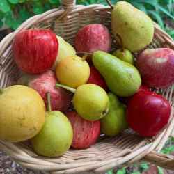 Apple & Pear