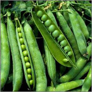 Matar (Peas)