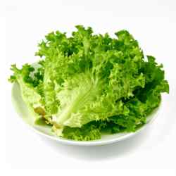 Lettuce Iceberg