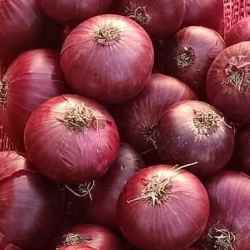 Onion
